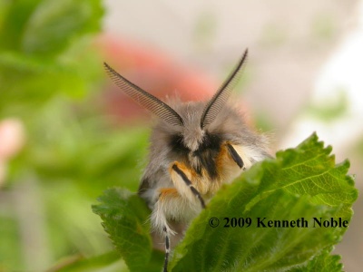 Muslin moth (Diaphora mendica) Kenneth Noble